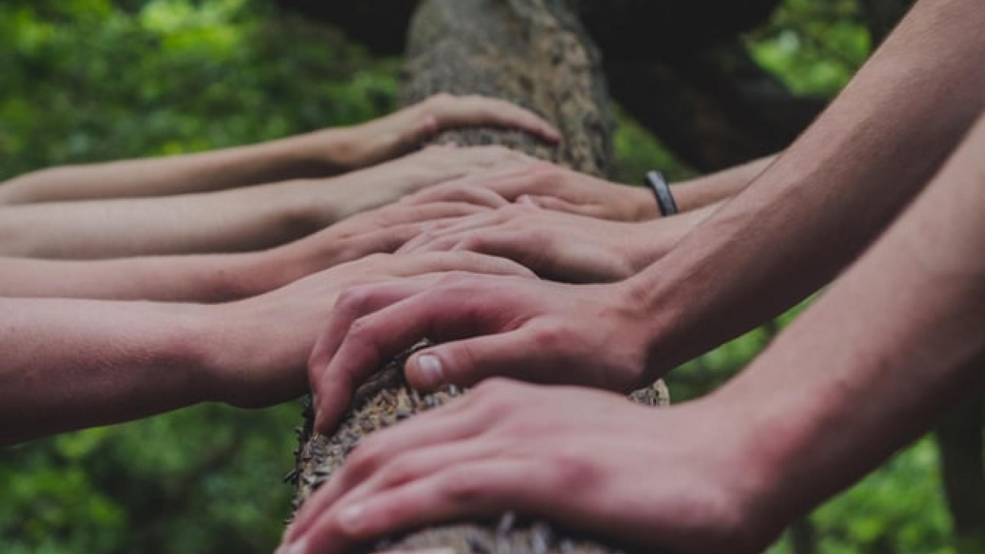 Mains posées sur tronc d'arbre